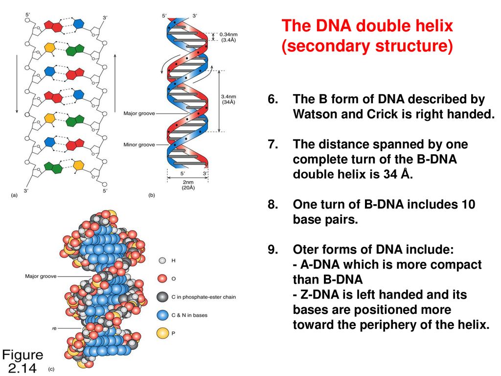 Tertiary structure of sale dna